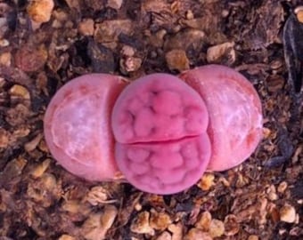 10 Seeds Rare Lithops karasmontana ssp. eberlanzii 'purper  / Lithops Living Stone Seeds /  Purple Stone Flower Seeds / Purple Lithops