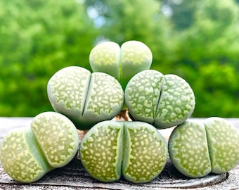 Lithops Julii subs. Fulleri C056A / Exotic Lithops Plant / Bright Green Color Lithops Plant / Rare Stone Flower Plant / Sold Individually