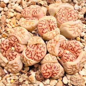 15 Seeds Rare Bromfieldii var. Mennellii Cv. Pale Selection / Lithops Bromfieldii Seeds / Exotic Living Stone Plant Seeds