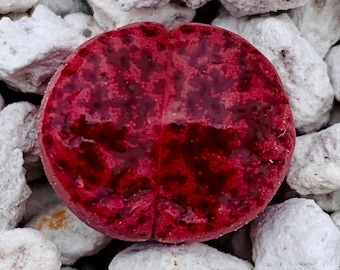 10 Seeds Rare Lithops Bromfieldii Glaudinae 'Ember'  / Lithops Living Stone Seeds  /  Purple Stone Flower Seeds / Rare Succulent Seeds