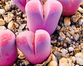 10 Graines Rares Lithops Optica cv. Rubra / Lithops Living Stone Plant Seeds / Purple Stone Flower Seeds / Split Rock Succulent Seeds