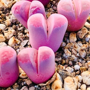 10 Seeds Rare Lithops Optica cv. Rubra / Lithops Living Stone Plant Seeds / Purple Stone Flower Seeds / Split Rock Succulent Seeds image 1