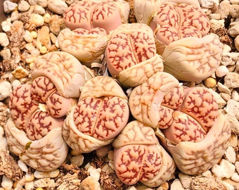 15 Graines Rare Bromfieldii var. Mennellii Cv. Pale Selection / Lithops Bromfieldii Seeds / Exotic Living Stone Plant Seeds