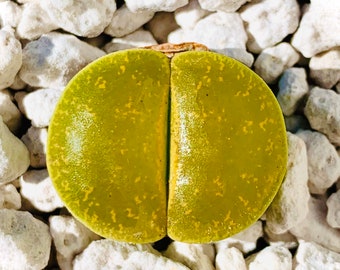 15 Seeds Lithops Lesliei Albinica / Freshly Harvest 10 Premium Quality Authentic Lithops Lesliei Albinica Seeds / Excellent Germination