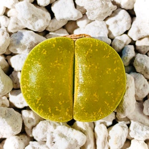 15 Seeds Lithops Lesliei Albinica / Freshly Harvest 10 Premium Quality Authentic Lithops Lesliei Albinica Seeds / Excellent Germination