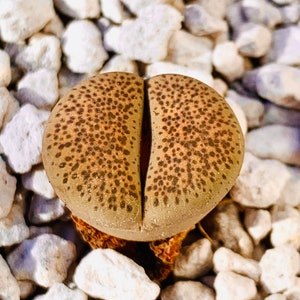 15 Seeds Live Exotic Lithops Localis Mix / High Germination  / Rare Lithops Seeds Collection