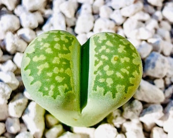 10 Graines Lithops Julii subs. Fulleri C056A / Graines de plantes exotiques Lithops / Plante Lithops de couleur vert vif / Haute germination