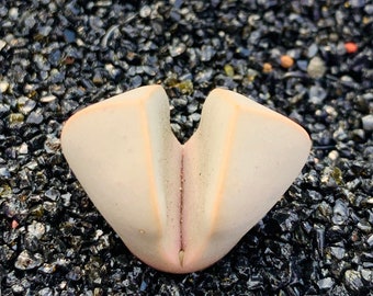 10 Lapidaria Margaretae Seeds / Karoo Rose Seeds / Split Rock Succulent Seeds / Flowering Stone Seeds