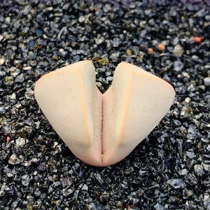 10 Lapidaria Margaretae Seeds / Karoo Rose Seeds / Split Rock Succulent Seeds / Flowering Stone Seeds
