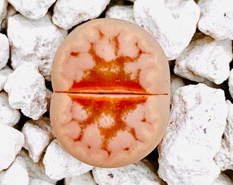 10 Seeds Limited Rare Lithops Julii C183 Hot Lips / Lithops Julii Hot Lips Seeds / Exotic Living Stone Plant Seeds / Lithops C183 Seeds