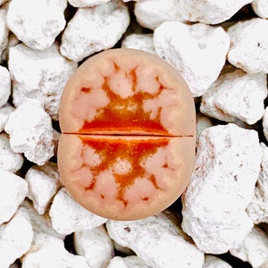 10 Seeds Limited Rare Lithops Julii C183 Hot Lips / Lithops Julii Hot Lips Seeds / Exotic Living Stone Plant Seeds / Lithops C183 Seeds