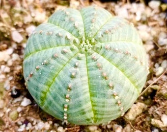 5 Seeds Rare Cactus Euphorbia Obesa / Exotic Cactus Seeds / Spineless Cactus Seeds / Cactus Collection