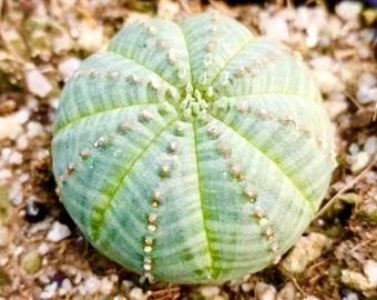 5 Graines Rare Cactus Euphorbia Obesa / Graines De Cactus Exotiques / Graines De Cactus Sans Épines / Collection De Cactus