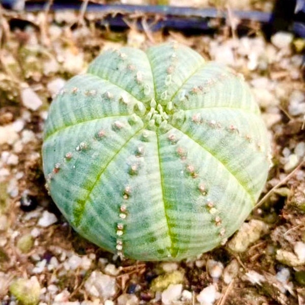 5 Seeds Rare Cactus Euphorbia Obesa / Exotic Cactus Seeds / Spineless Cactus Seeds / Cactus Collection