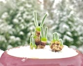 Rare Authentic Monilaria Moniliforme Seeds with Germination Guarantee Freshly Harvest Premium Quality - Pack of 15 Seeds Bunny Succulent