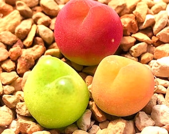 10 Seeds Rare Conophytum Maughanii Mix / Conophytum Maughanii Seeds / Rare Living Stone Seeds