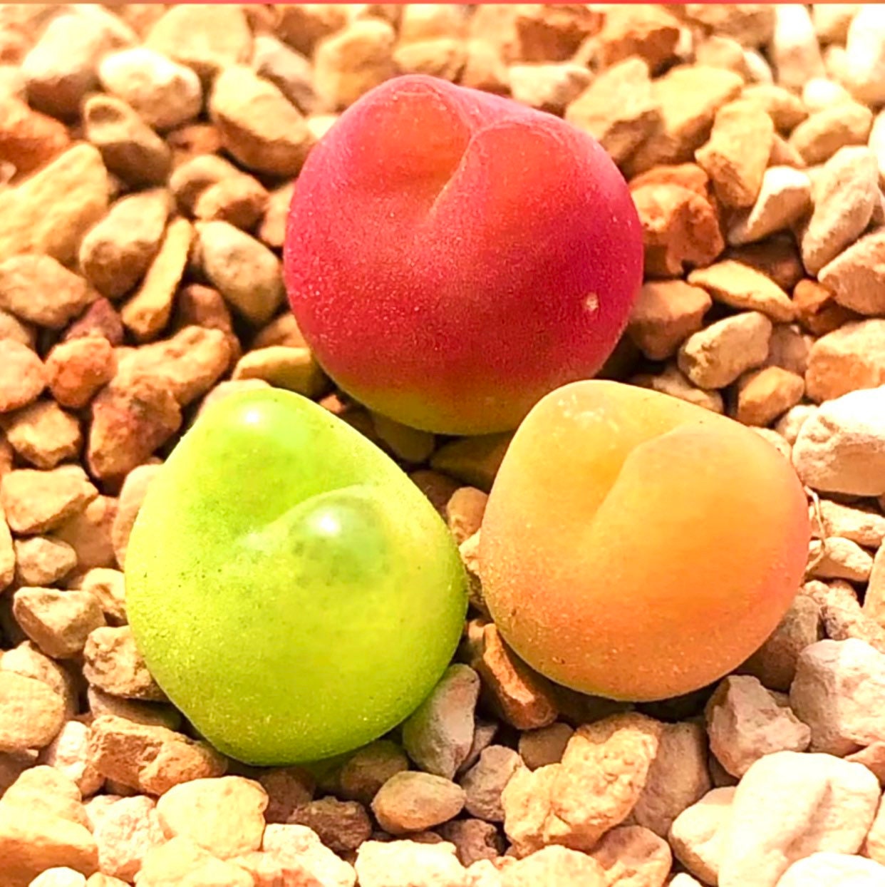 Conophytum Pageae - Etsy