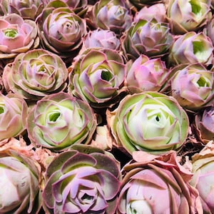 10 Seeds Greenovia Aizoon / Mountain Rose Seeds / Super Rare Exotic Succulent Seeds / Succulent Seeds
