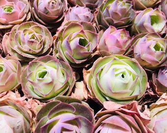 10 Seeds Greenovia Aizoon / Mountain Rose Seeds / Super Rare Exotic Succulent Seeds / Succulent Seeds