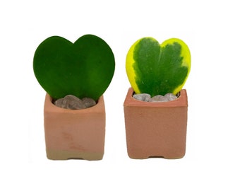 Set of 2 Hoya Kerrii, Hoya Heart Plant, Variegated Hoya, Heartfelt Gift for Someone Special, Plant of Love and Growth, Sweet Heart Plant