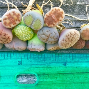 SALE Pack of 10 Live Exotic Baby Lithops / 1-1.5 Year Old Seedlings Perfect for Lithops Starter / Flowering Stone image 3