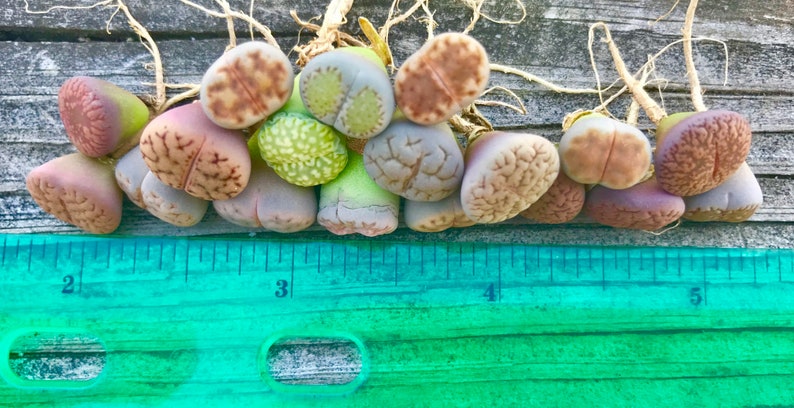 SALE Pack of 10 Live Exotic Baby Lithops / 1-1.5 Year Old Seedlings Perfect for Lithops Starter / Flowering Stone image 3