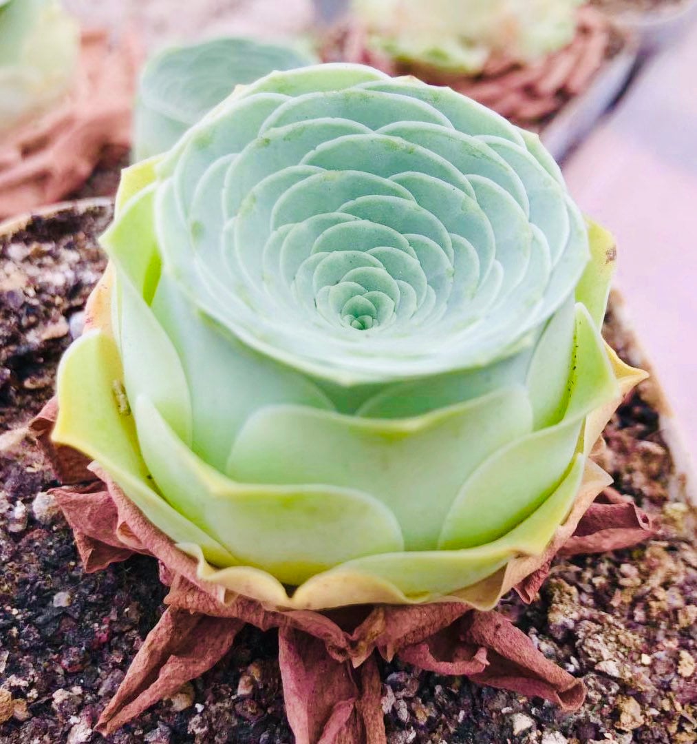 succulent bouquet The Enchanting Pink Succulent Bouquet