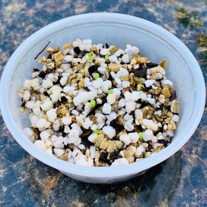 25 Lithops Seeds 1 Live Lithops Plant Mini Germination Kit / OR Lithops Seeds Kit / OR Seeds Only / Premium Authentic Lithops Seeds image 4