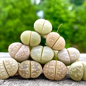 Limited Rare Lithops Marmorata / Living Stone Plant / Split Rock Succulent Plants / Flowering Stone / Sold Individually