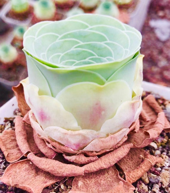 Live Greenovia Dodrantalis Plant / Rare Mountain Rose / Super Rare Exotic  Succulent / Live Succulent Plant / Sold Individually - Etsy