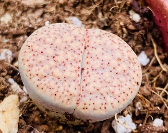 15 Seeds Rare Lithops Verruculosa  / Living Stone Seeds / Split Rock Succulent Seeds / Flowering Stone Seeds