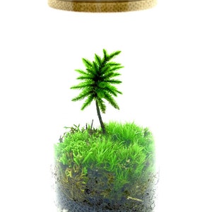 May include: A glass terrarium with a small green palm tree and moss inside. The terrarium has a wooden lid and is filled with white rocks at the bottom.