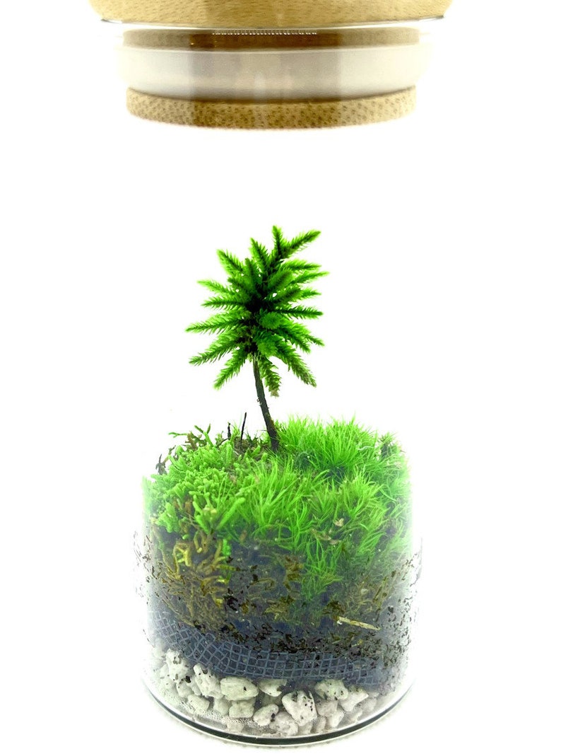 May include: A glass terrarium with a small green palm tree and moss inside. The terrarium has a wooden lid and is filled with white rocks at the bottom.