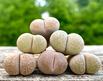 Live Exotic Lithops Localis Mix / 1-2 Years Old Living Stone Seedling / Sold Individually / Check Plant Size Options
