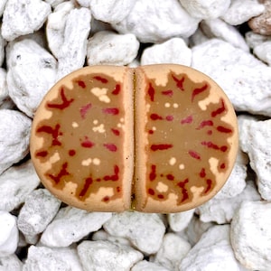 15 Seeds Lithops Dorotheae / Lithops Dorotheae Seeds / Exotic Living Stone Plant  Seeds / Succulent Seeds / Flowering Stone Seeds