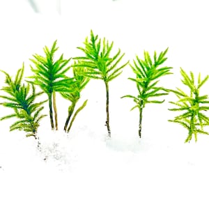 May include: A close-up of several small green plants growing in a bed of white snow.