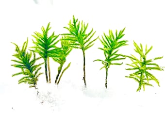 Live American Tree Moss (Climacium Americanum) High Quality Palm Tree-Like Moss, Perfect for Enhancing Any Terrarium Design, Ship Bare Boot