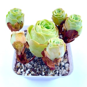 Live Greenovia Aurea Cluster / Mountain Rose / Super Rare Exotic Succulent / Greenovia