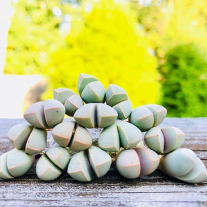 Limited Rare Succulent Lapidaria margaretae / Live Karoo Rose Seedling  / Split Rock Succulent Plants / Flowering Stone / Sold Individually