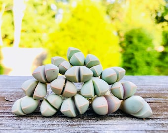 Limited Rare Succulent Lapidaria margaretae / Live Karoo Rose Seedling  / Split Rock Succulent Plants / Flowering Stone / Sold Individually