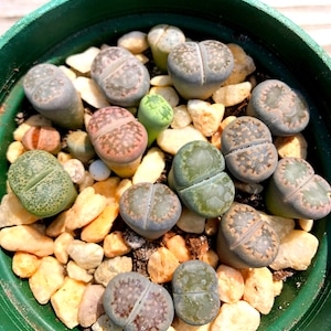 Live Lithops Plant / 2.5 Years Old Seedling Lithops Succulent /Living Stone Plant / Lithops Rock Succulent Plants / Sold Individually image 3