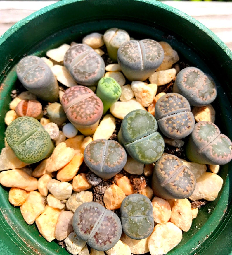 Exotic Lithops Plant / Rare Stone Flower Plant / Medium Lithops Succulent / Lithops Plant with Various Color & Patterns / Sold Individually image 5