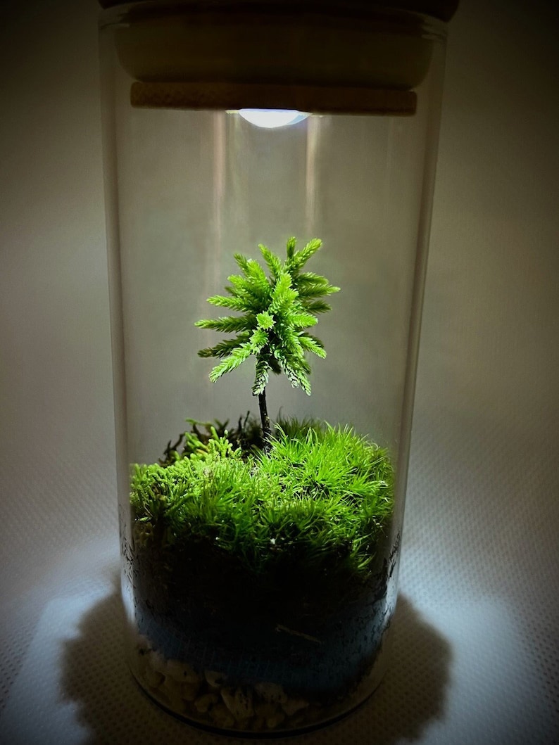 May include: A small, green, potted tree with moss growing around the base, inside a clear glass jar with a light shining from the top.