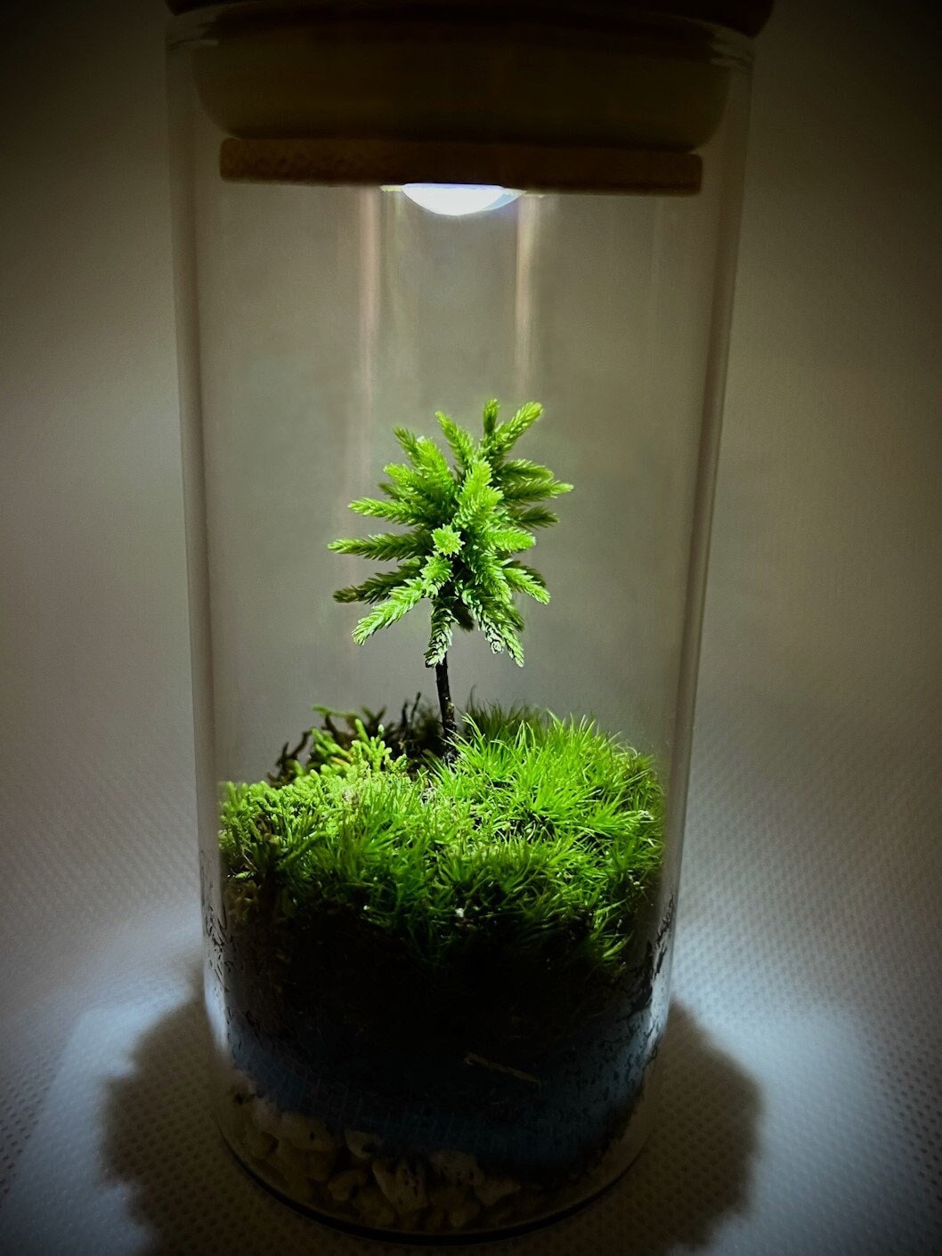 Live Moss Terrarium, Self Sustain Eco-Friendly Perfect Gift for Nature Lovers, Handmade Desktop Terrarium with LED Light