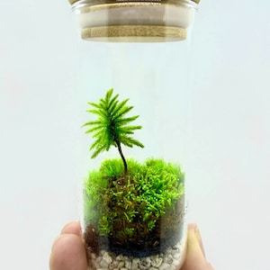 May include: A small glass terrarium with a green moss base and a single green plant growing in the center. The terrarium has a clear glass body and a wooden lid.