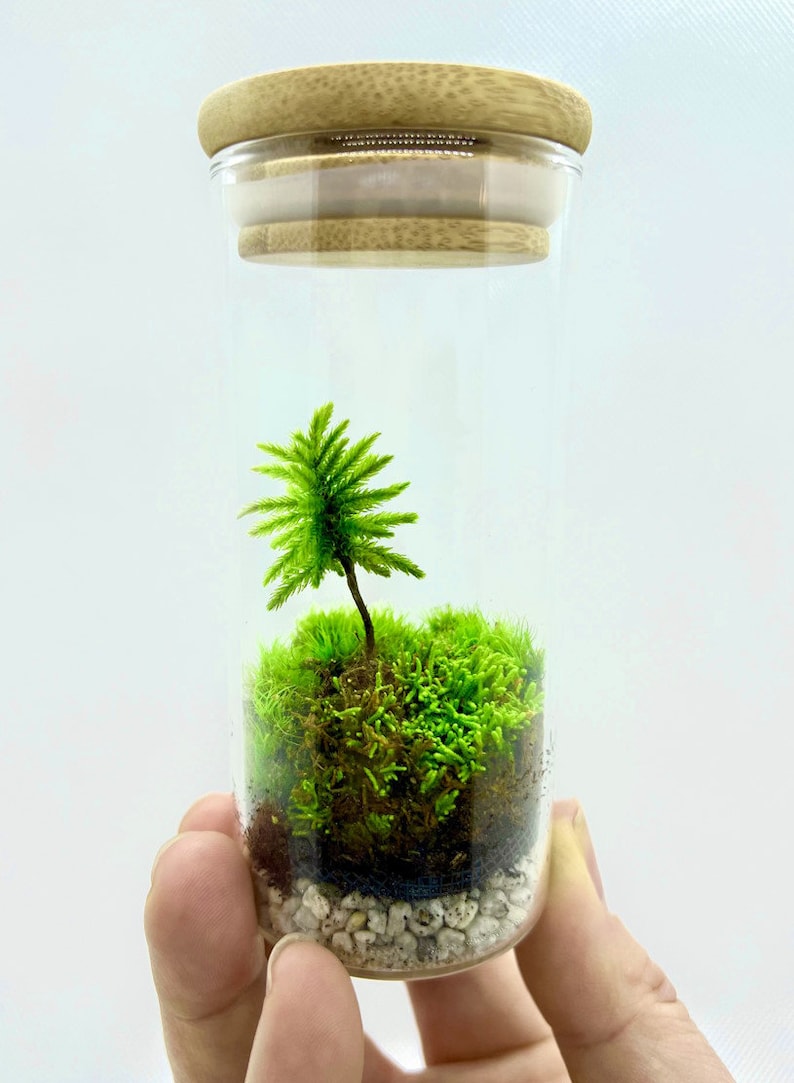 May include: A small glass terrarium with a green moss base and a single green plant growing in the center. The terrarium has a clear glass body and a wooden lid.