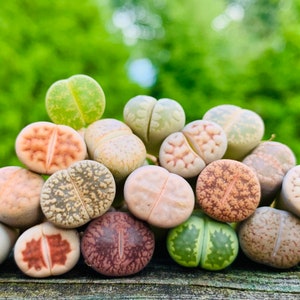 SALE Pack of 10 Live Exotic Baby Lithops / 1-1.5 Year Old Seedlings Perfect for Lithops Starter / Flowering Stone image 1