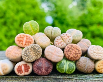 SALE Pack of 10 Live Exotic Baby Lithops /  1-1.5 Year Old Seedlings Perfect for Lithops Starter / Flowering Stone