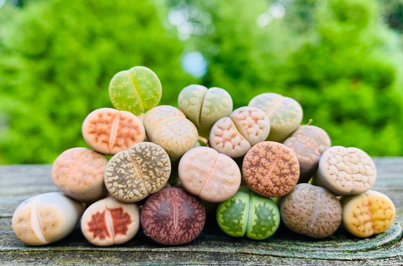 Lot de 10 bébés lithops exotiques vivants / plants de 1 à 1,5 an, parfaits pour le démarrage de lithops / pierre de floraison image 1