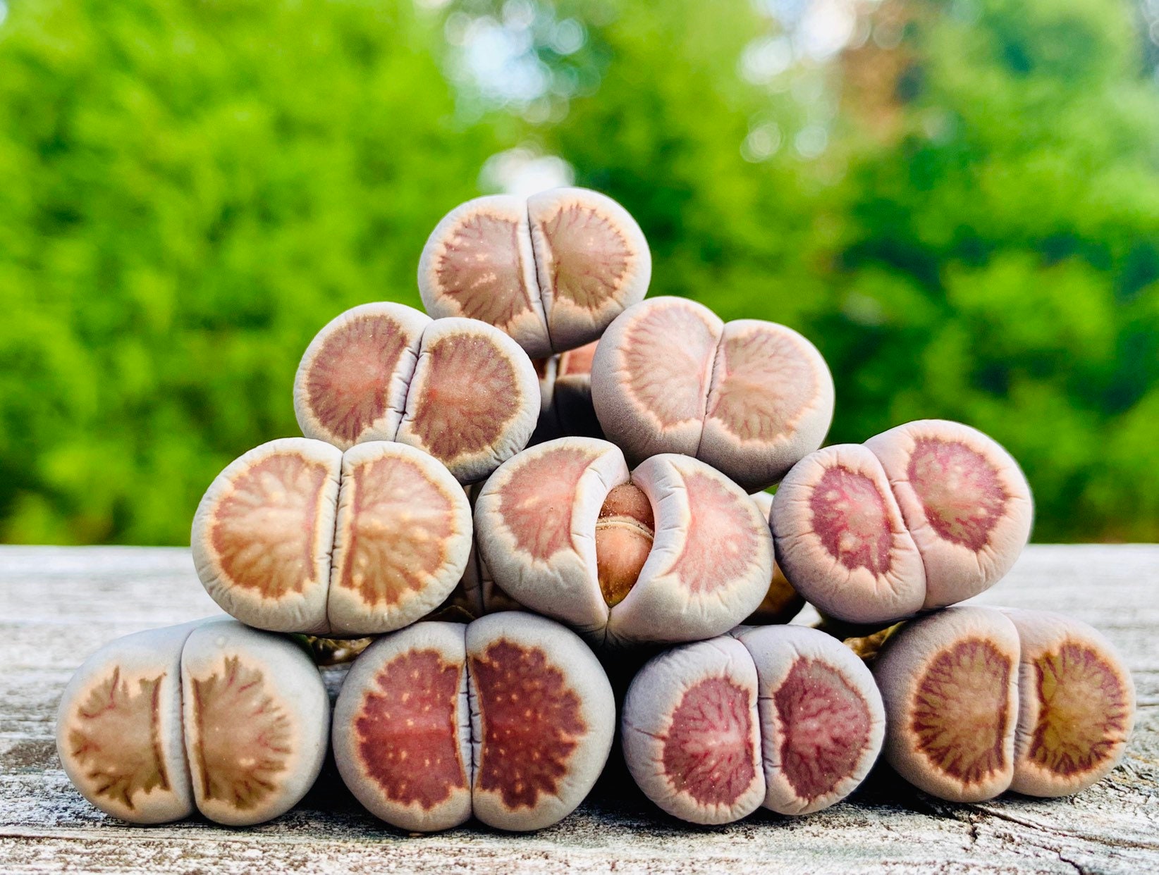Lithops Rare Julii Kikushogiyoku Plant / Exotic Lithops Plant